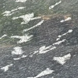 Fish black Granite
